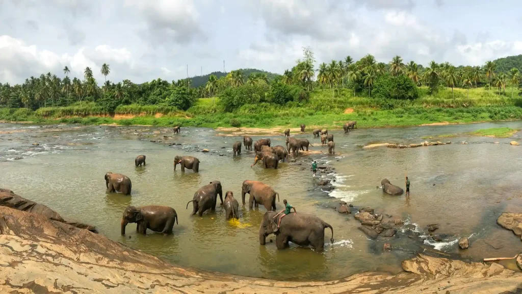 Elefantes en el agua, Sri Lanka