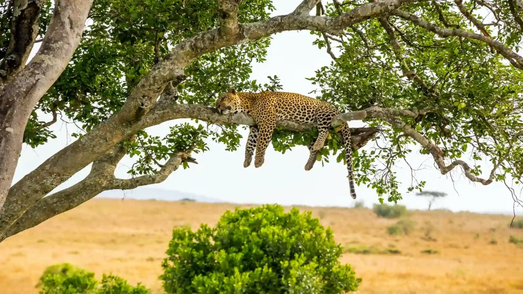 Guepardo Tanzania Africa