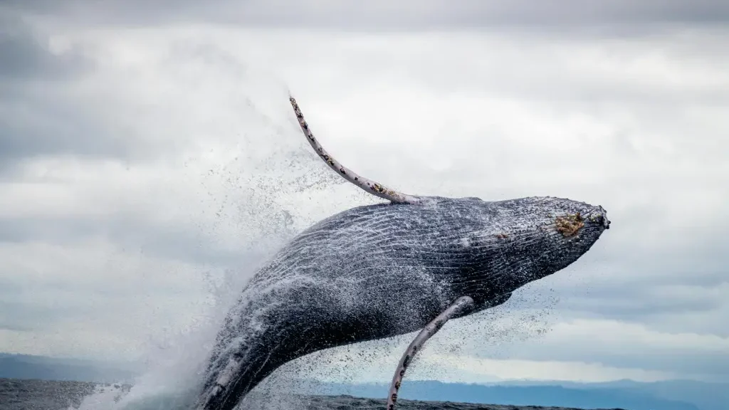 Ballena saltando en el Pacifico, Nuquí, Chocó