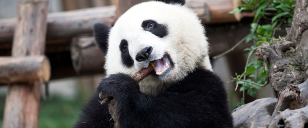 Chengdu y los Osos Panda