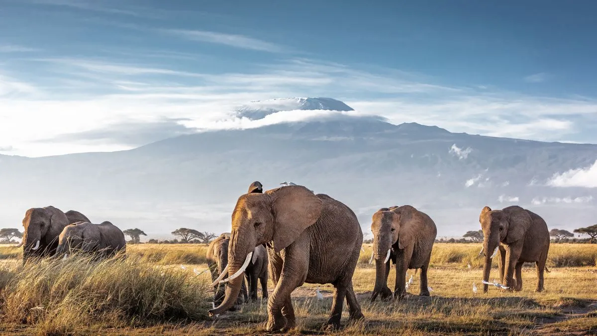 Requisitos para viajar a Tanzania: visado, vacunas y documentación